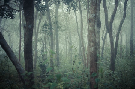 green forest の写真素材