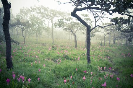 green forest の写真素材