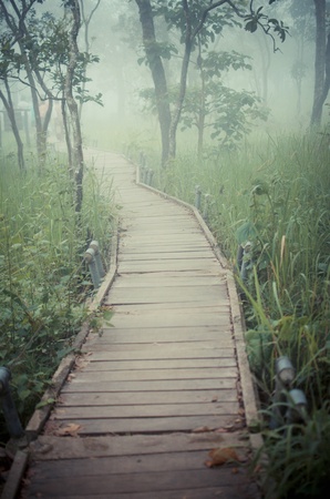 Wood path over river and through tropical forestの写真素材