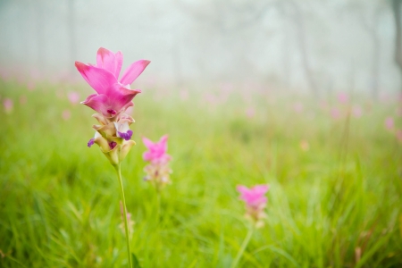 flower Wild siam tulips blooming in the jungleの写真素材