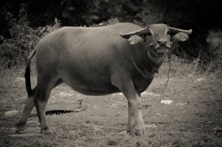  buffalo , black and white toneの写真素材
