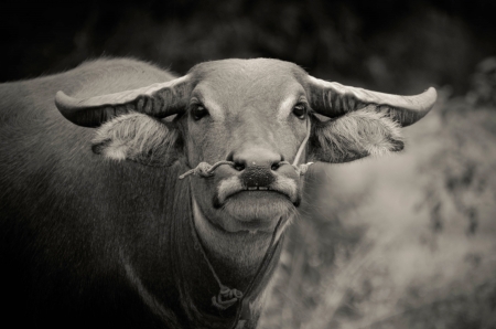  buffalo , black and white toneの写真素材