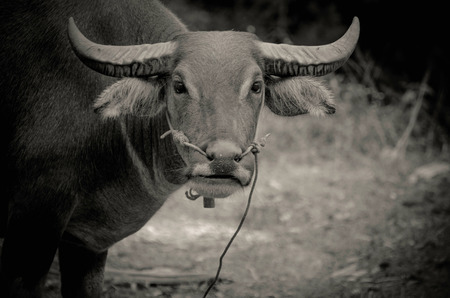  buffalo , black and white tone