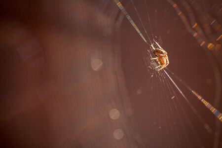 The Spider Web closeup in a darkness
