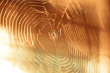 pider web with colorful backgroundの写真素材