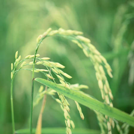Rice Farm, Jusmine Riceの写真素材
