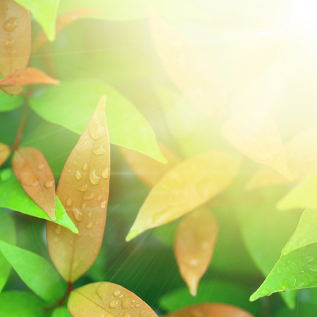 Green leaves with water droplets in sunlightの写真素材