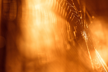 pider web backgroundの写真素材