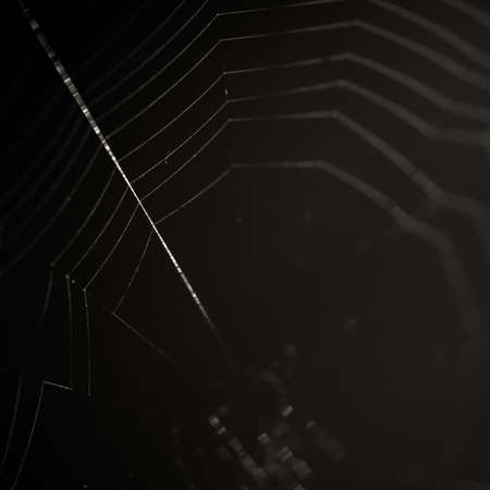 The Spider Web closeup in a darknessの写真素材