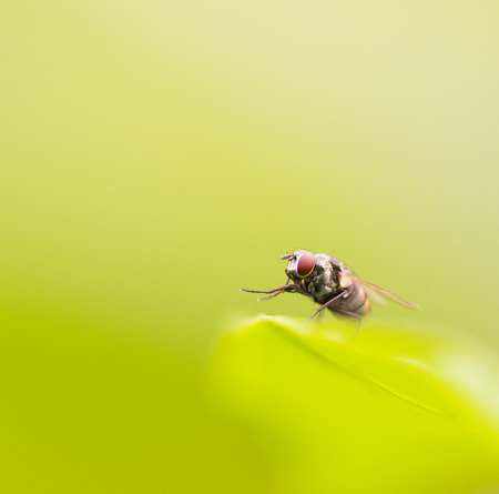 True macro fly portraitの写真素材