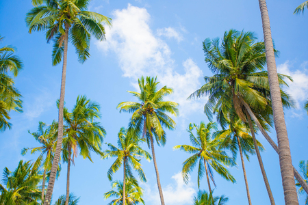Palm trees against blue sky.の写真素材