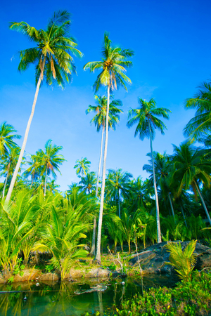 Palm trees against blue sky.の写真素材