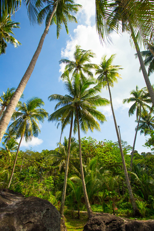 Palm trees against blue sky.の写真素材