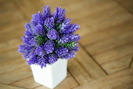 purple plant  for roomの写真素材