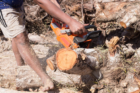 Man with chainsaw cutting the treeの写真素材