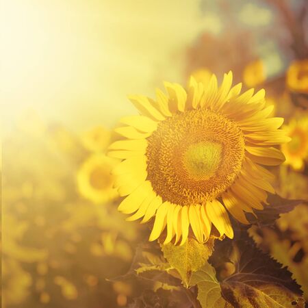 Field of sunflowers , summer backgroundの写真素材