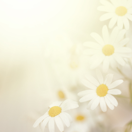 Plains blackfoot , nature backgroundの写真素材