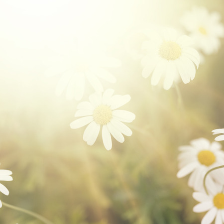 Plains blackfoot , nature backgroundの写真素材