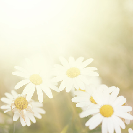 Plains blackfoot , nature backgroundの写真素材