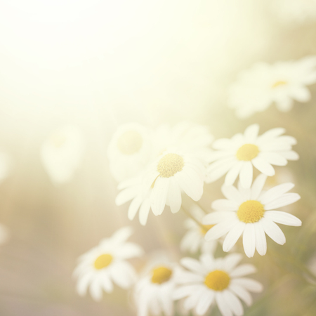 Plains blackfoot , nature backgroundの写真素材