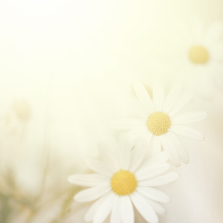 Plains blackfoot , nature backgroundの写真素材