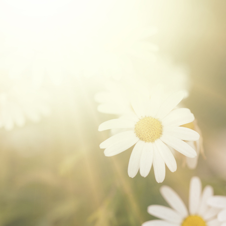 Plains blackfoot , nature backgroundの写真素材