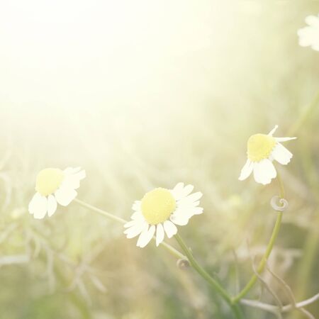 Plains blackfoot , nature backgroundの写真素材