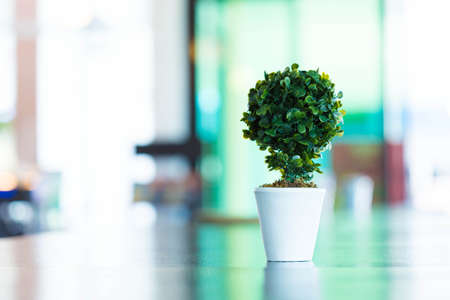 Indoor plant pot on the tableの写真素材