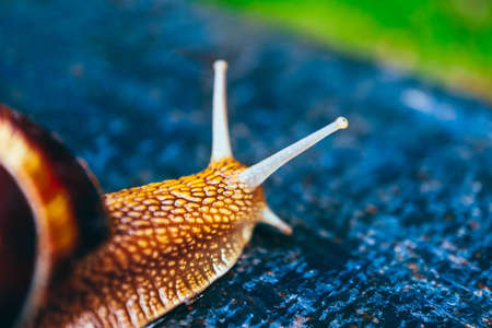 One snail on the natural background, macro view.  Big beautiful helix with spiral shell.の写真素材