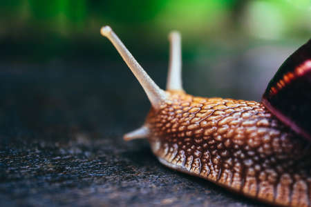 One snail on the natural background, macro view.  Big beautiful helix with spiral shell.の写真素材