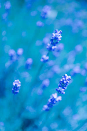 Beautiful violet wild lavender meadow backdrop. A field of purple lavandula herbs blooming in a french provence.の写真素材