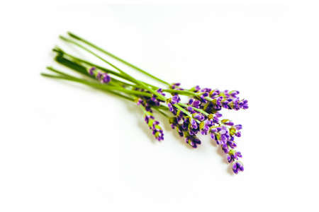 Lavender flowers bouquet isolated on white background, close up, shadows.の写真素材