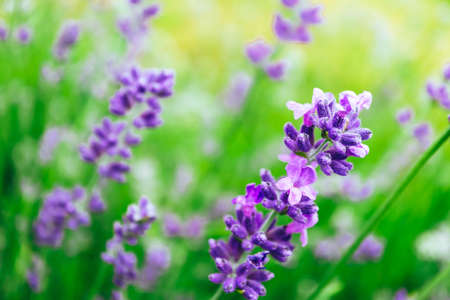 Beautiful violet wild lavender meadow backdrop. A field of purple lavandula herbs blooming in a french provence.の写真素材