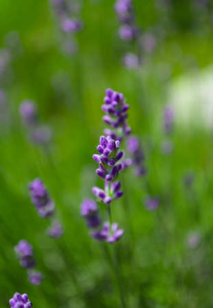 Beautiful violet wild lavender meadow backdrop. A field of purple lavandula herbs blooming in a french provence.の写真素材