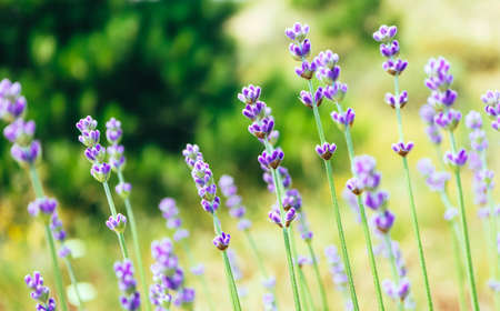 Beautiful violet wild lavender meadow backdrop. A field of purple lavandula herbs blooming in a french provence.の写真素材