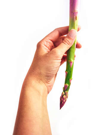 Fresh green asparagus in a hand. Cook hand holding one asparagus stems.の写真素材