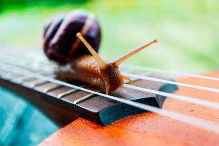 A beautiful big snail on the guitar, macro view. Outdoor musical concept. Strings close up.