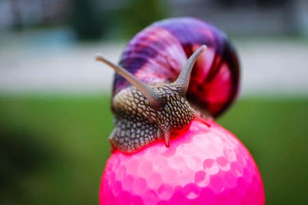 A big colorful snail sitting on the pink golf ball. Slow and lazy game play concept.の写真素材