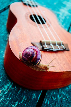 A beautiful big snail on the guitar, macro view. Outdoor musical concept. Strings close up.