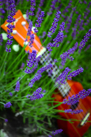 Small ukulele guitar on the lavender field, close up. Music and nature concept.
