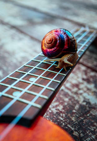 A beautiful big snail on the guitar, macro view. Outdoor musical concept. Strings close up.の写真素材