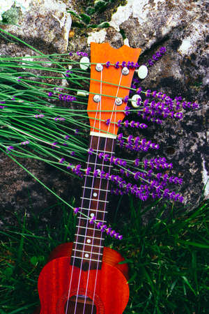 Small ukulele guitar on the lavender field, close up. Music and nature concept.