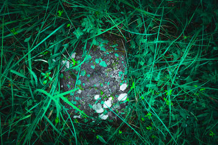 Colorful green mossy big stone. Photo depicting a bright bushy lichen on an old gray stone in the...