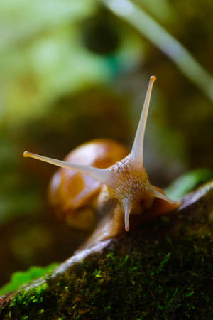 A snail in the forest, green mossy natural background, macro view. A big wild beautiful helix with spiral shell.の写真素材
