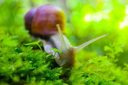 A snail in the forest, green mossy natural background, macro view. A big wild beautiful helix with spiral shell.の写真素材