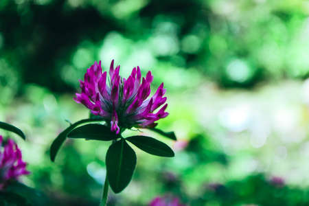 Photo depicts  a colorful image of violet clover flower with a leaves on the meadow. Pink clover flower close up view, blurred green natural background.の写真素材