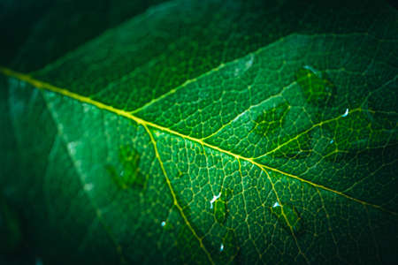 Tree leaf veins close up, natural background. Colorful green bright leaf macro view, backdrop.の写真素材