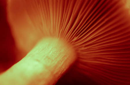 Mushroom cap, macro. Abstract floral red background.の写真素材