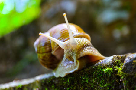 A snail in the forest, green mossy natural background, macro view. A big wild beautiful helix with...