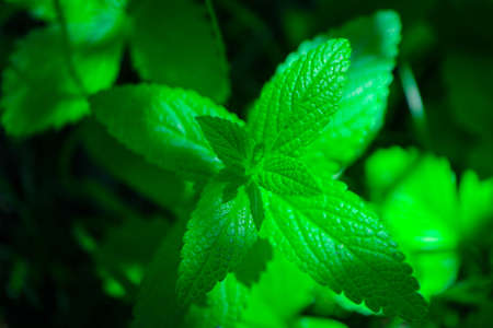 Spearmint plant leaves in a garden, macro. Mint freshness backdrop, close up.の写真素材